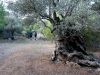 Massiver Olivenbaum